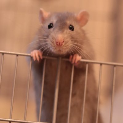 ファンシーラット モコ♀🐀 飼育アカウントです。 主にねずみさんを揉んでいます。 画像等の無断転載はご遠慮ください