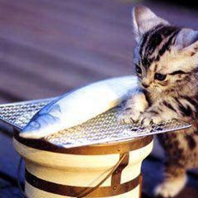 0UUfE9LPAQ's profile picture. 最近はFGOのことしか呟いていない気がするライブに参戦するのが生き甲斐の一応ロワ書き手のアカウント 最終再臨・絆礼装バレ気にしない派 村正ずっと待ってたので今周回が楽しい 詳細はツイフィール参照 ツイログ (https://t.co/iQhEkMfTzp)