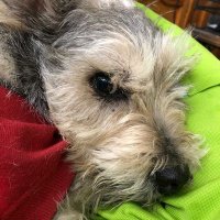 Alebrije (@alebrij22234719) 's Twitter Profile Photo Alebrije (@alebrij22234719) 's Twitter Profile Photo