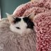 Sprinkles ๐พ๐๐พ๐ (@thesprinklescat) Twitter profile photo Sprinkles ๐พ๐๐พ๐ (@thesprinklescat) Twitter profile photo