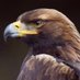 hawk (@hawk_takaki) Twitter profile photo hawk (@hawk_takaki) Twitter profile photo