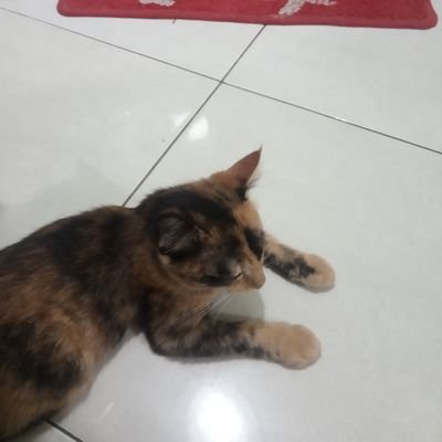 titabooom's profile picture. i like finn wolfhard