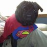 TerryBelfield's profile picture. Dog lover ,  Mom to two adult girls . Grandma to two beautiful grandson's 
 I love my Seahawks.