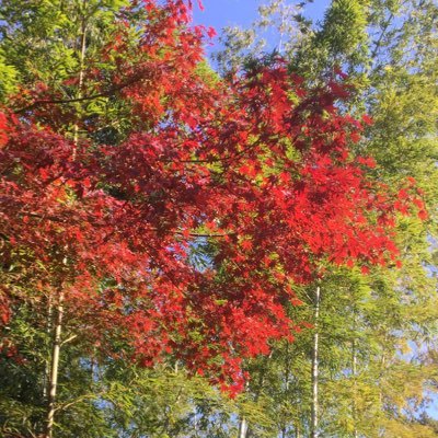 maple2021web's profile picture. Webマーケティング部長。仕事で培ったWebスキルで、会社に依存しないもう一つの収入の柱を作ろうと奮闘中✊でも会社のことは好き。人間関係論やＷebマーケティング、プログラミングについてのつぶやきが主です。