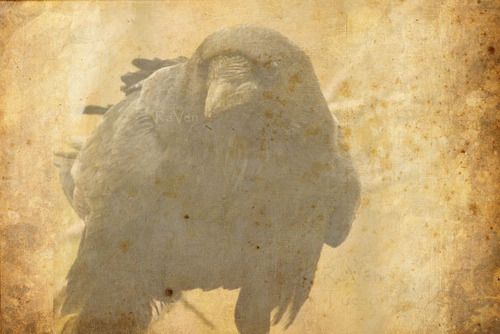 RaVen_Az's profile picture. Photos By RaVen ~ the Art of  Light. Images of the Northern #Sonoran Desert, #Tucson Cityscape and sharing #Celiac (GF) GREAT  food adventures in Arizona.