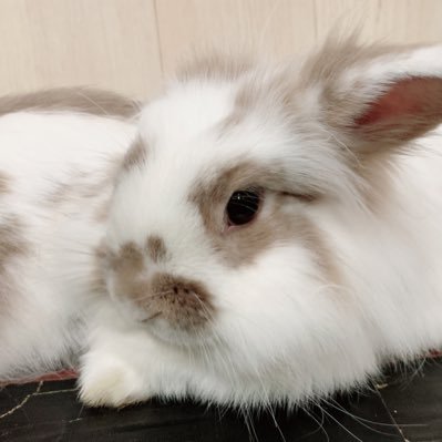 haru_no_usss_s's profile picture. 楽しく生きたい/ゲームは生き甲斐 20↑