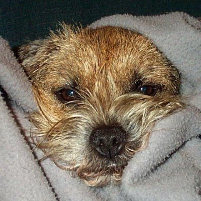 Eccentric. Dog lover. Cancer survivor. Books, music, hockey (Leafs), bicycles, GAA, soccer.
Sophie the Border Terrier - 3 April 2001 - 30 April 2014.