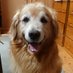 dion_de_gozaru (@dion_de_gozaru) Twitter profile photo dion_de_gozaru (@dion_de_gozaru) Twitter profile photo