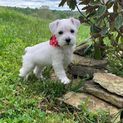 My dog