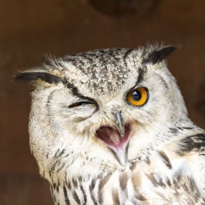 zelukester's profile picture. My name's Luke (he/they)- Magic and D&D player among other things. Originally Chicago, now Seattle! Oh, and would you look at that- it's bourbon o'clock.