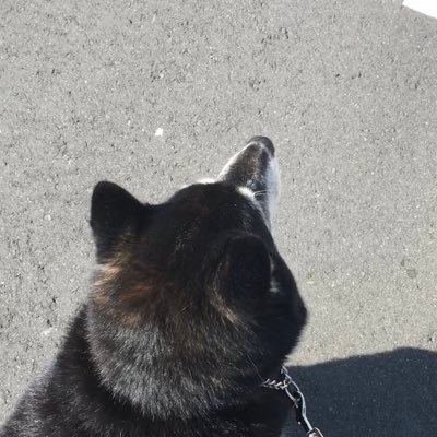 shiiiba07's profile picture. OSIPP