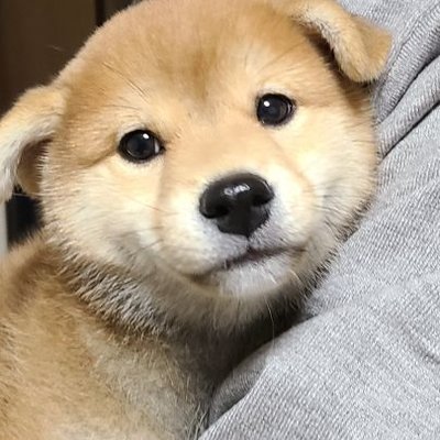 Tweets With Replies By 犬 Sss Inu Twitter