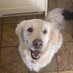 Natasha Hamilton-Tanner and Kalahari (Kali) (@natashakalikara) Twitter profile photo Natasha Hamilton-Tanner and Kalahari (Kali) (@natashakalikara) Twitter profile photo