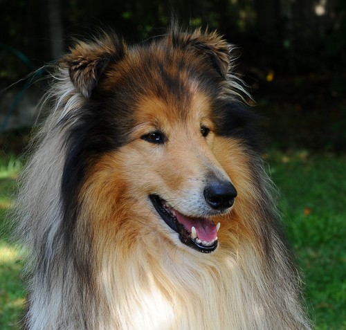 Op zoek naar Collie pups te koop? Hier vind je de mooiste pups bij fokkers erkend door het International Quality Breeders Logo.