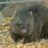 tanuki_wombat