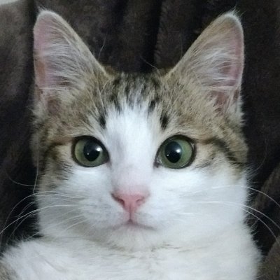 tamazw's profile picture. 電子工作はじめました。ラジオを作りたいので部品を集めています。

景初2年京都市中京区生17歳と数百ヶ月。 
 専門：理論美少女学 / 中世日本史/ 水車・タービン史 / 人身売買史   
イカ娘侵略協力会準会員。 / 旧ロッキンｆ エフェクタ原人 シンセ・コンプリミッタ系/
/ラジオ自作。