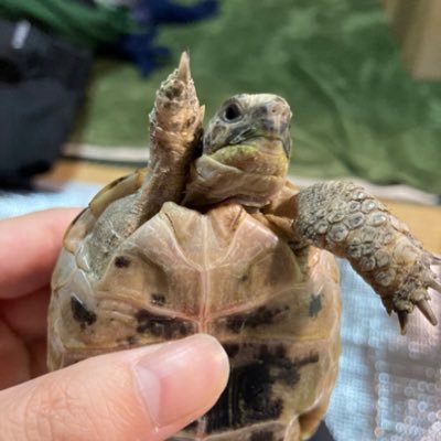 かわいいギリシャリクガメの【かめこ】♂と一緒に暮らしていますR2.11.4 🐢RT多めです。今年の2月から、週末ネイル学校通いしてます。