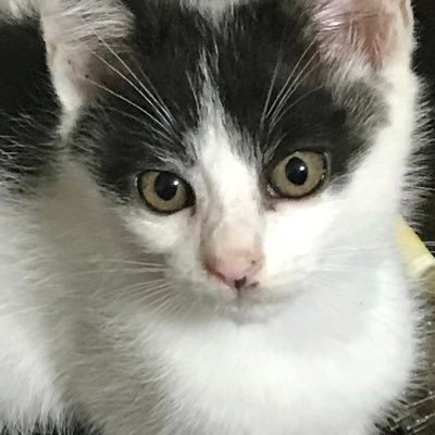 Eiji36670229's profile picture. はじめまして。仕事でTwitterは使ったことがありましたが、個人用は初です！よろしくお願いします！仕事はフランス料理のシェフです。 美味しい料理！美味しいお酒！いい音楽！ FX勉強中⁉️