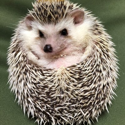 HedgehogLIFE0_0 Profile Picture