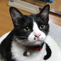 まんじまる (@manji5321) 's Twitter Profile