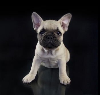 Op zoek naar Franse Bulldog pups te koop? Hier vind je de mooiste pups bij fokkers erkend door het International Quality Breeders Logo.