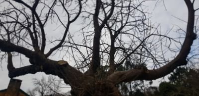 jinetedeltartan's profile picture. 