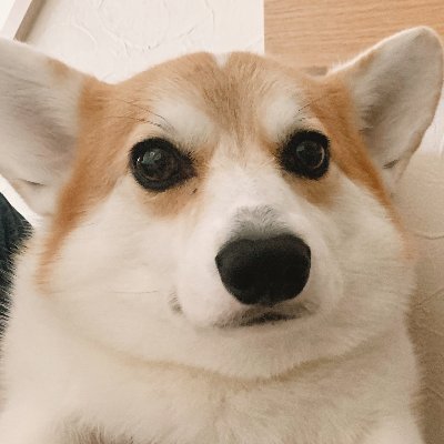 gabrielthecorgi Profile Picture