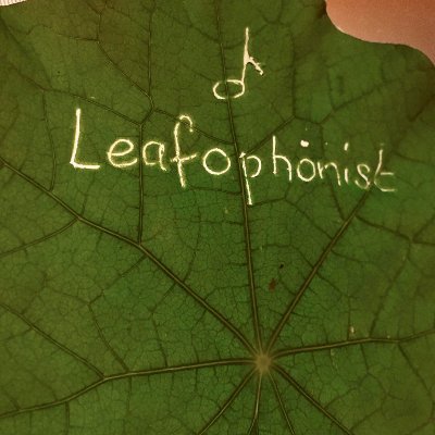 leafophonist Profile Picture