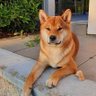 seraphinehaku98's profile picture. 