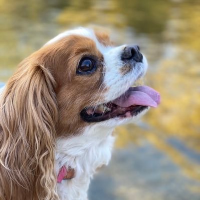 I'm a Cavalier King Charles Spaniel & therapy dog bringing a little peace, love, & joy to everyone I meet. I do assisted therapy work with my counselor mom too.