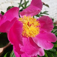 Scacchia (@fscacchia59) 's Twitter Profile Photo