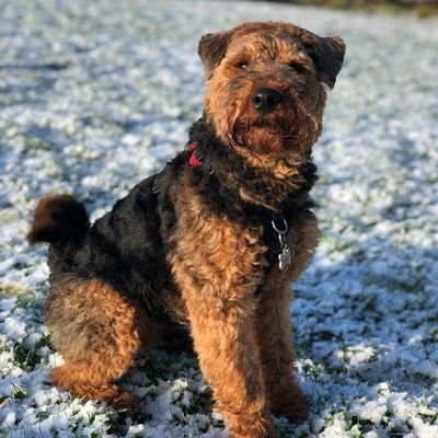 Hello! I'm Arthur, your friendly neighbourhood Welsh Terrier. (Rubber) balls are THE best thing ever, also love sniffs, sleeps & eating things i shouldn't