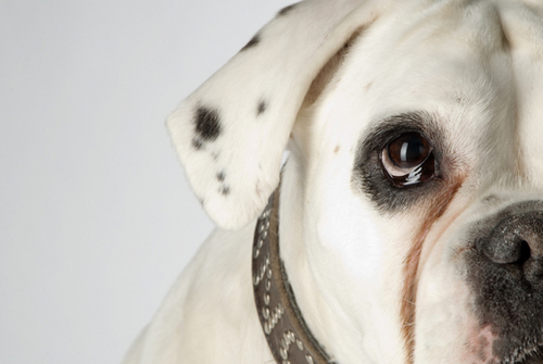 blancakikka's profile picture. Dogs are our passion - exclusive dog accessories, handmade sweaters and a whole lot more! Wuppertal, Germany, white boxer dog, shelter dogs