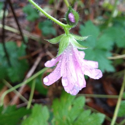 I like outdoors best. Cyclist of bridleways and b roads. Gardener who likes to grow from the soil up. Always want to learn more 😁  She/her.
Trans ally 🏳️‍🌈