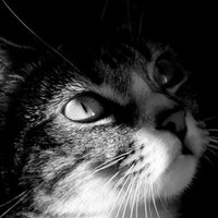 AdoptemosCL (@adoptemoscl) 's Twitter Profile