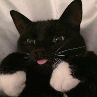 Cats with tongue out (@catstongueout) 's Twitter Profile Photo Cats with tongue out (@catstongueout) 's Twitter Profile Photo
