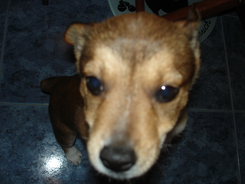 Um bocado parvo