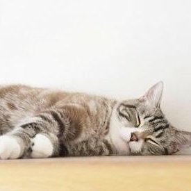 オシャレを求めてるオシャレじゃない私。
Kpopが好きです!BTS、seventeen、ENHYPEN、Stray Kids♡
動物好きで、いつか動物関係の仕事できたらなぁ
コスメ集め、美容の事には興味ありありです