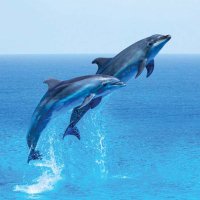 Amazing Dolphins🐬(@picsofdolphins) 's Twitter Profile Photo