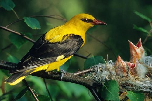 We aim to track all Golden Oriole sightings in the UK. Please follow and if you see one - please tweet us. + @waxwingsuk, @hoopoesuk, @hawfinchesuk, @wrynecksuk