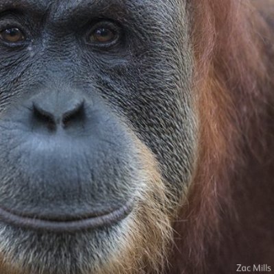 StopDeforesta14's profile picture. #savetheforests