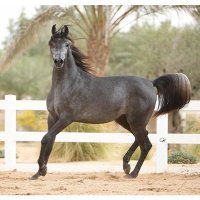 hamdan (@hamdan33040) 's Twitter Profile