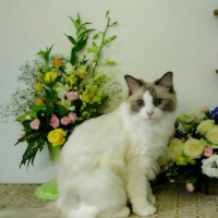 あぶく (@awawann) 's Twitter Profile Photo あぶく (@awawann) 's Twitter Profile Photo
