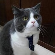 進撃のサラリーマン🔥逆転目指します🔥｜FX (@singekinoyamayu) Twitter profile photo