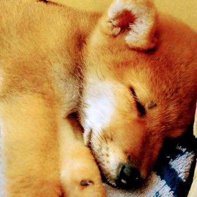 しばいぬ チョコ 柴犬 子犬 可愛いイヌ しばいぬ チョコ 柴犬 子犬 可愛いイヌ