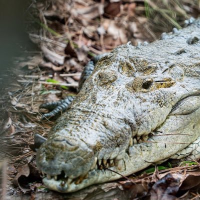 Non-profit organization committed to the preservation of crocs & associated wildlife through community involvement, education, and research in Central America