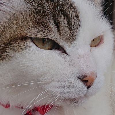 ヤンヌス (NPdTyz9UocQWXoL) Twitter