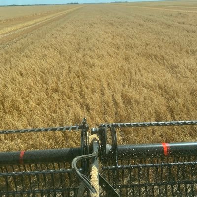 Farming in SE MB. Produce Cereals and Oilseeds, Eggs, and Beef. Family Man.