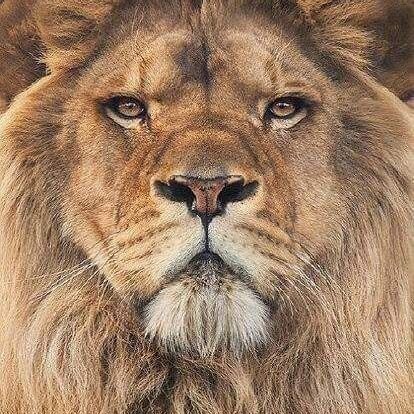 Support Proteas, Springboks, an avid UFC fan and LOVE the Mighty Lions!!