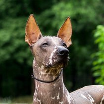 zenitramus's profile picture. BSEE/MSCS  pronoun: M identity: xoloitzcui
"If you want to find the secrets of the universe, think in terms of energy, frequency and vibration."

- Nikola Tesla